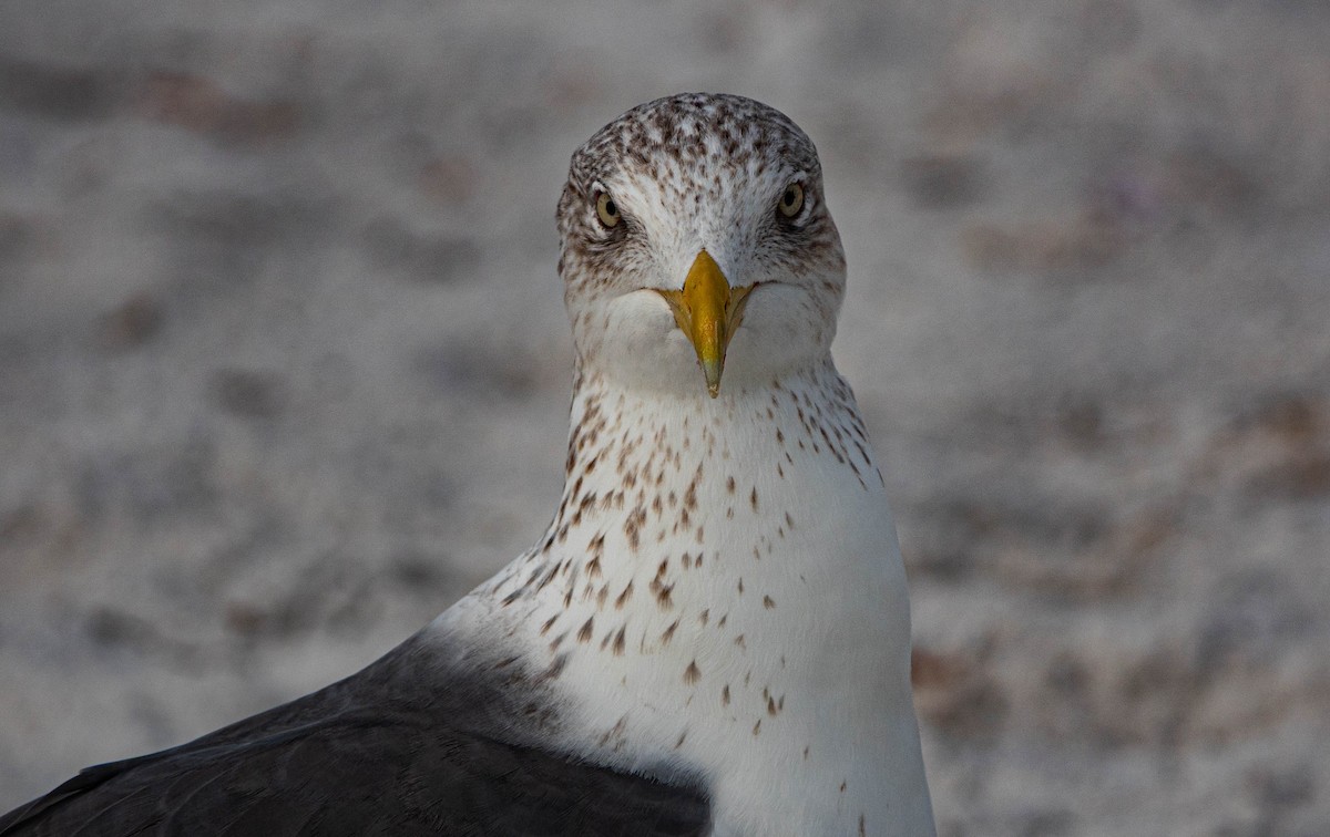 Lesser Black-backed Gull - ML646714684