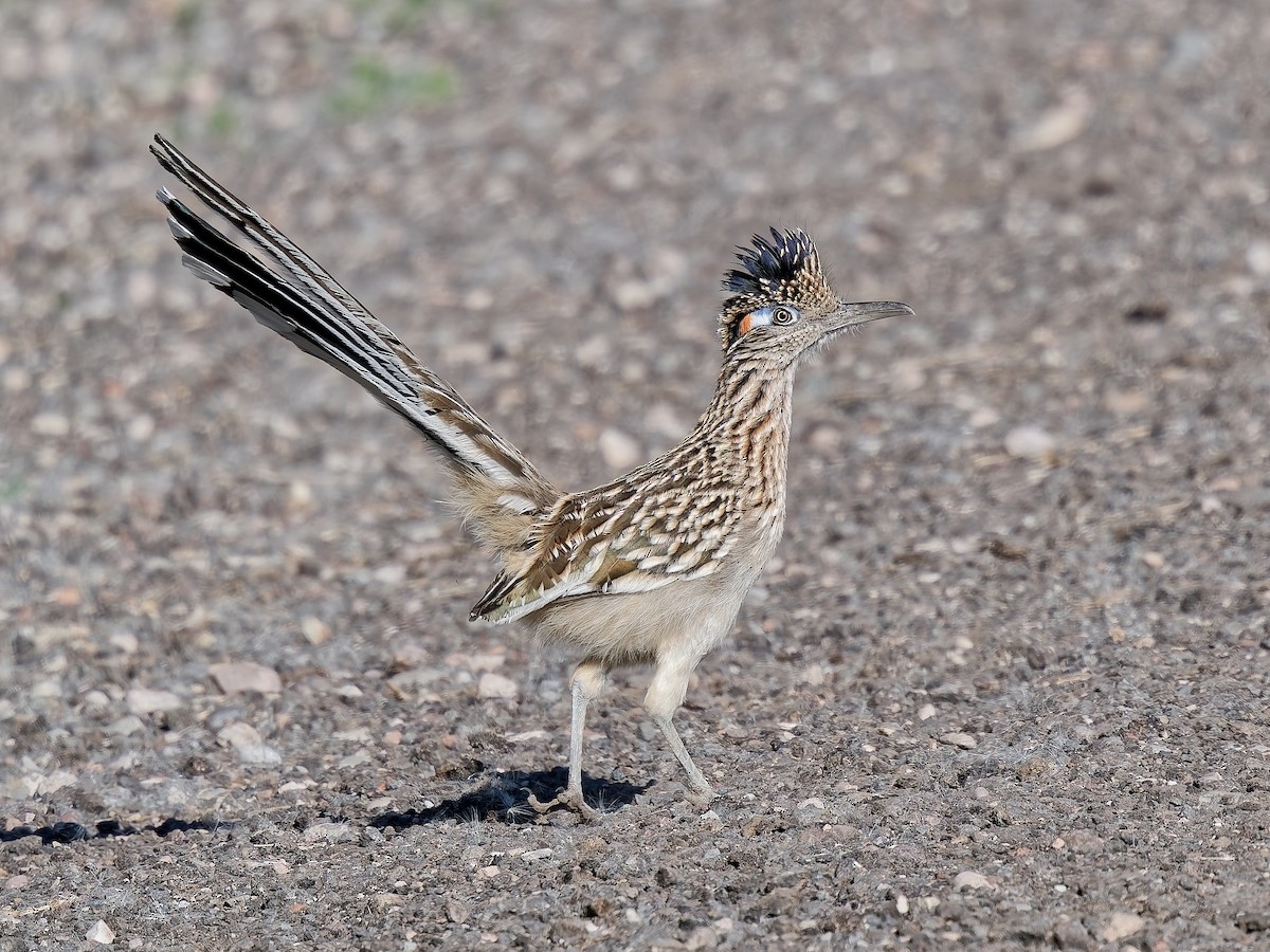 Greater Roadrunner - ML646714686