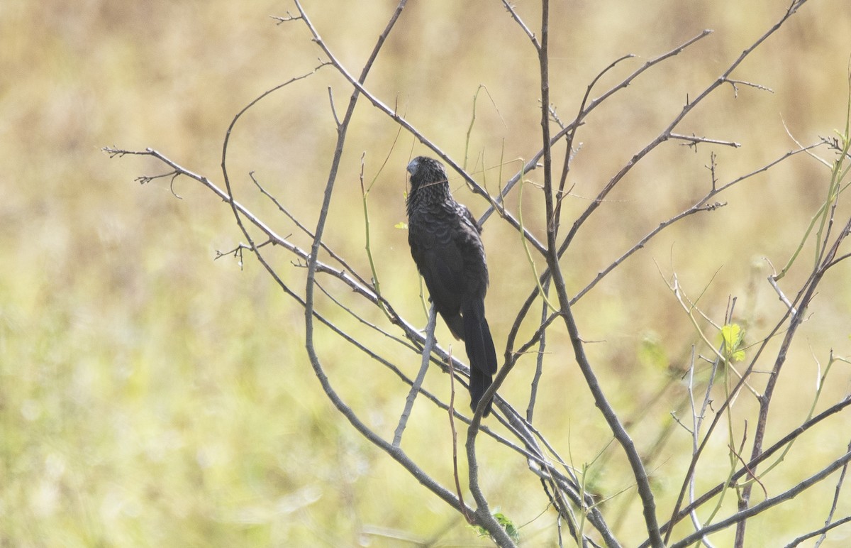 Ані товстодзьобий - ML646714690