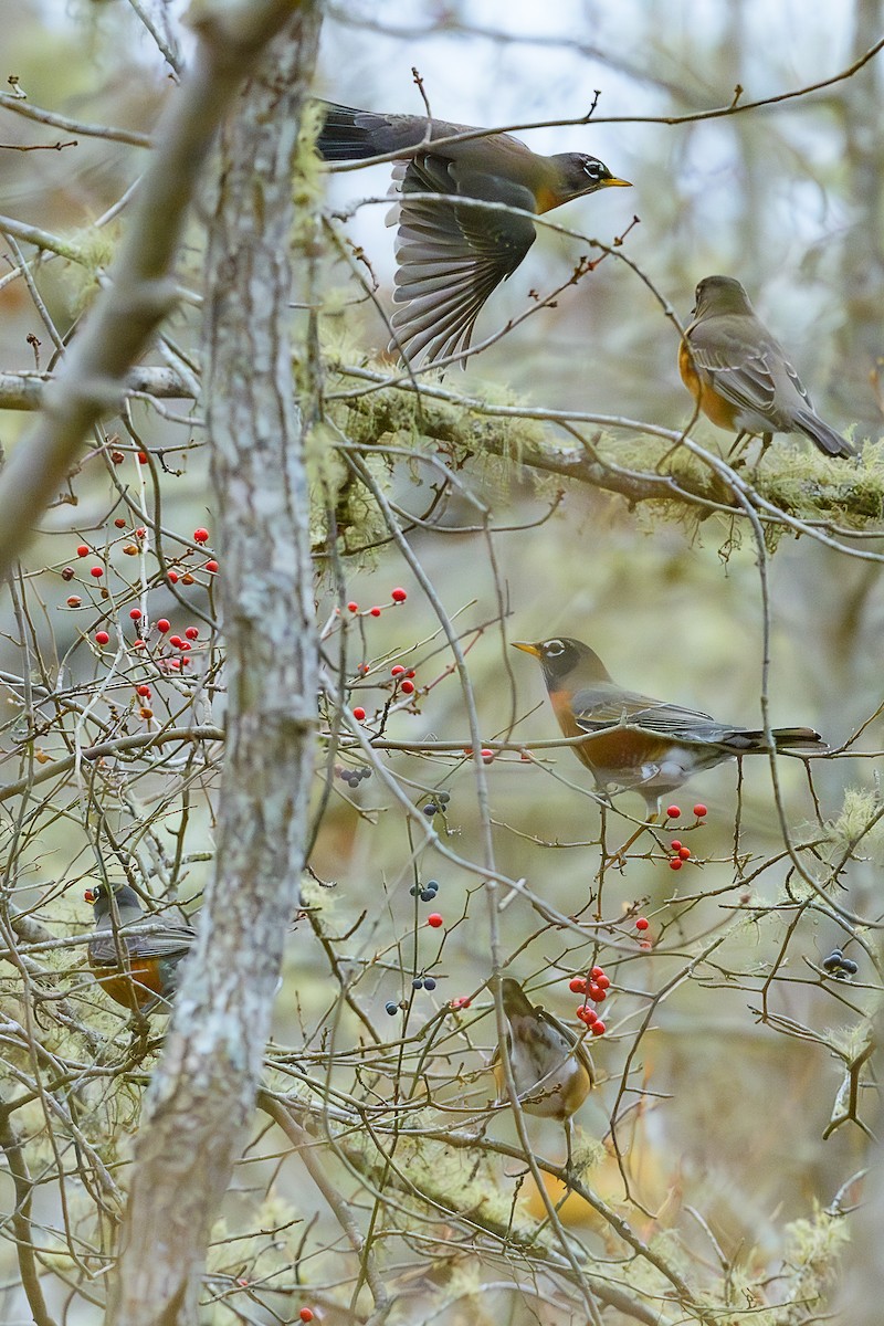 Дрізд мандрівний - ML646714691