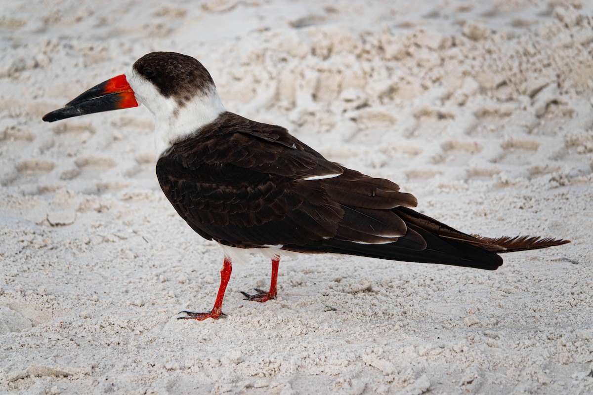 Black Skimmer - ML646714693