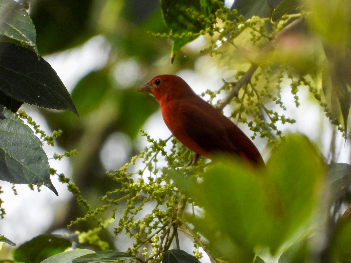 Summer Tanager - ML646714697