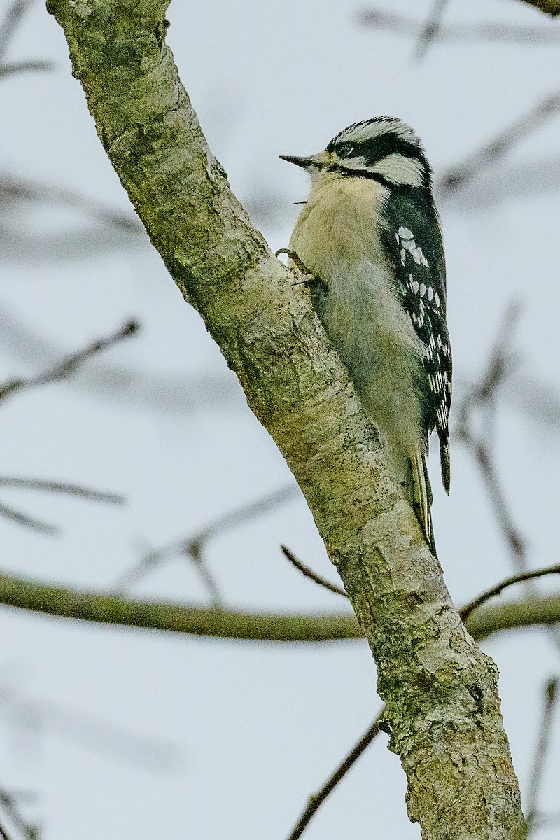 Дятел пухнастий - ML646714698