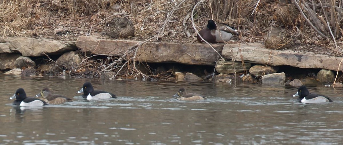 Ring-necked Duck - ML646714699
