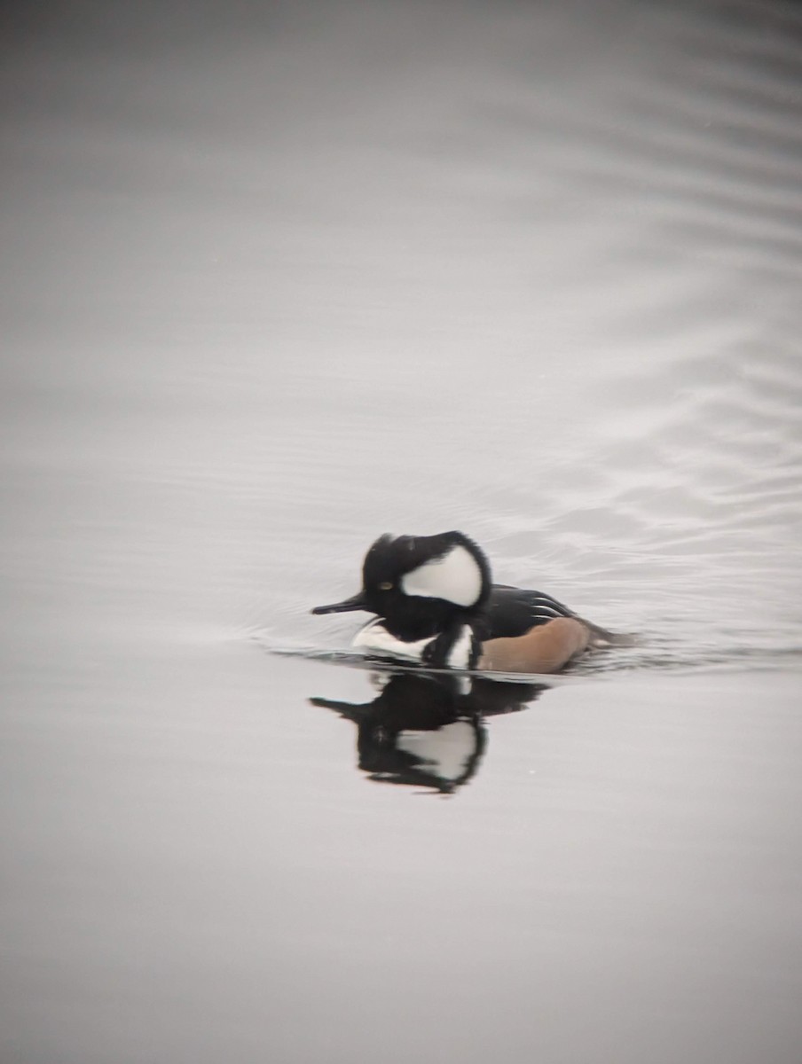 Hooded Merganser - ML646714705