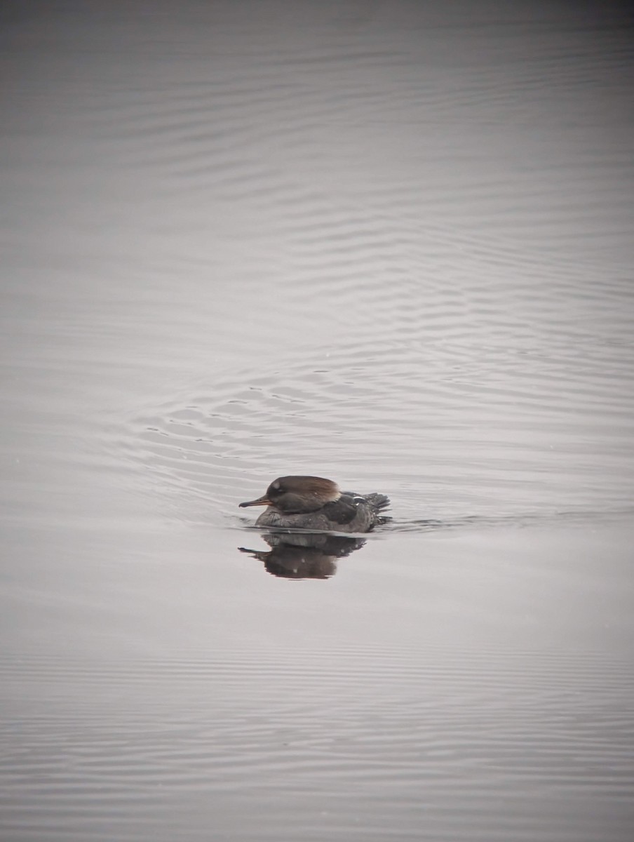 Hooded Merganser - ML646714706