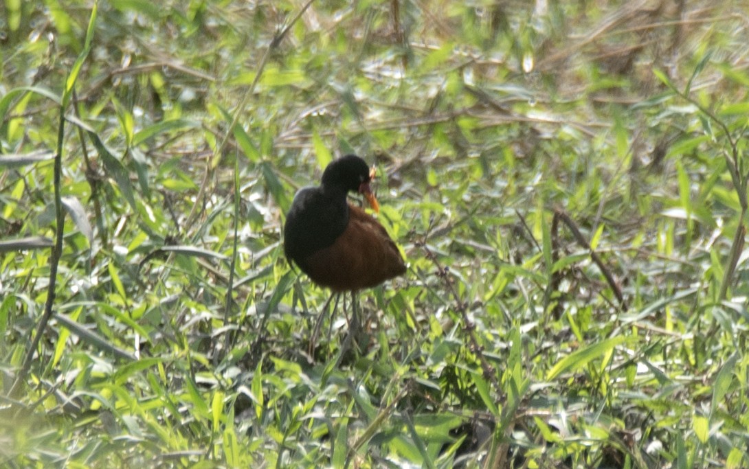 ナンベイレンカク（jacana グループ） - ML646714709