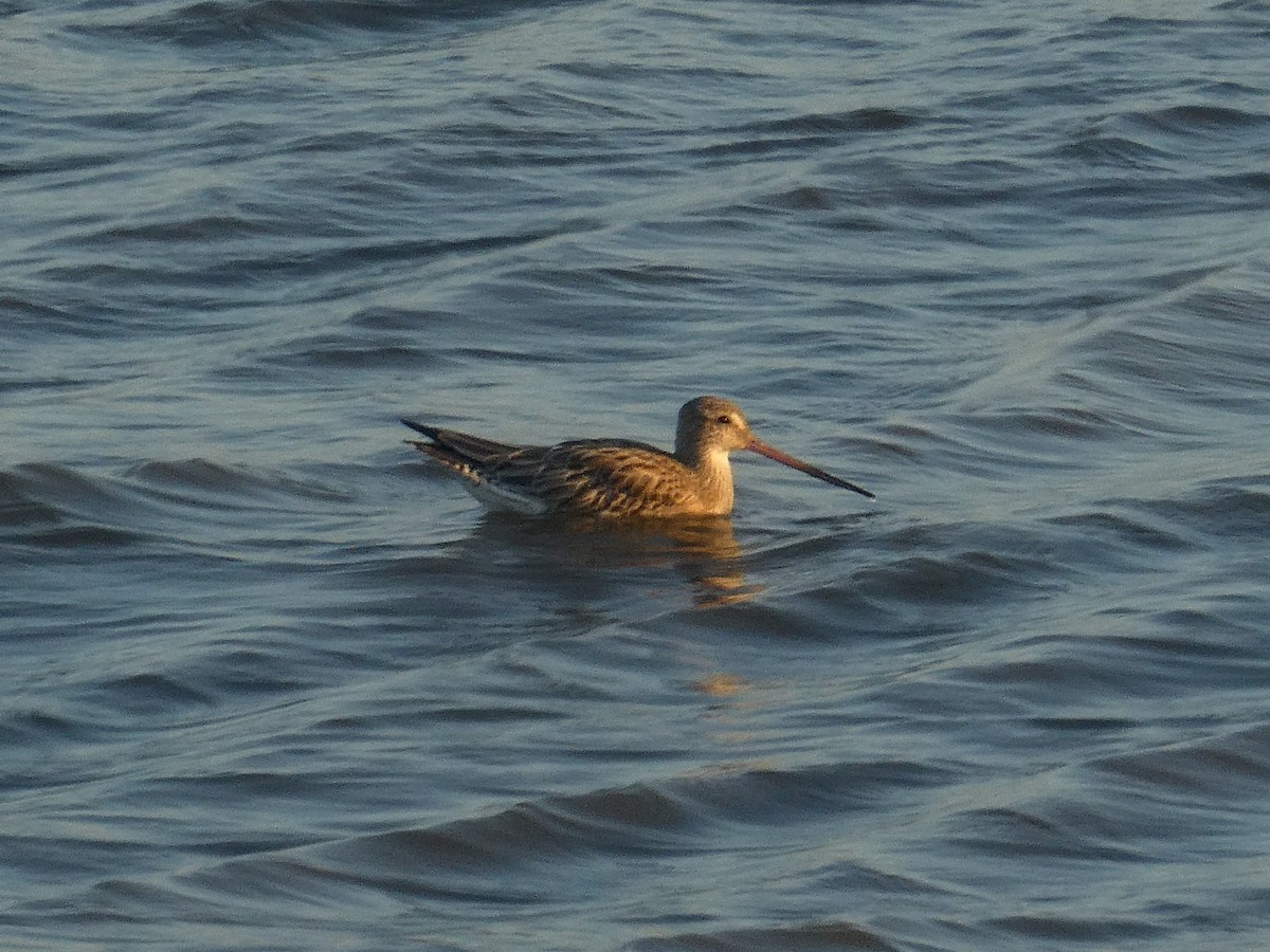 Bar-tailed Godwit - ML646714710