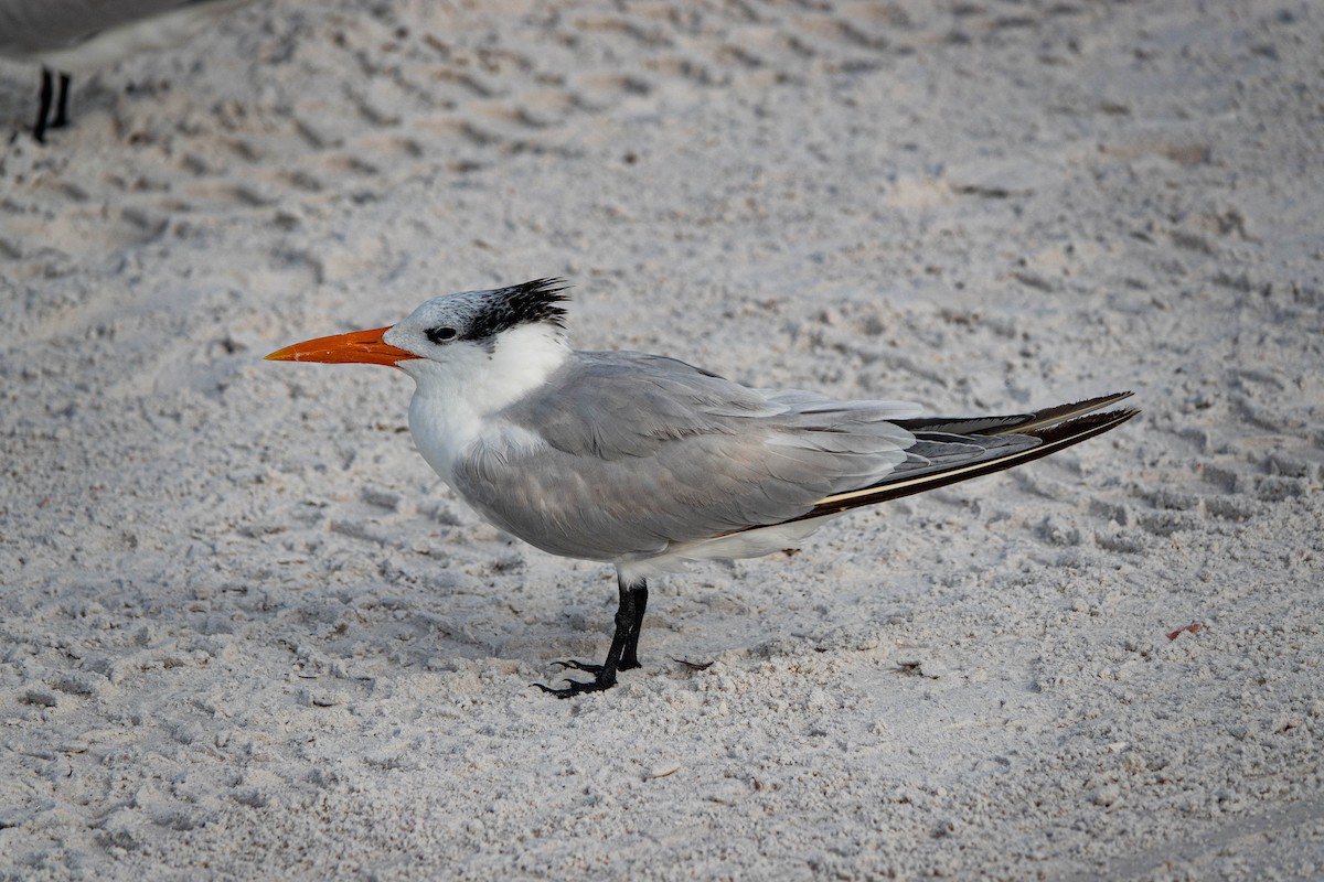 Royal Tern - ML646714711