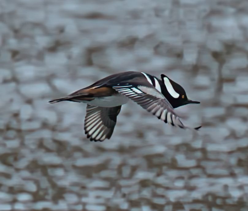 Hooded Merganser - ML646714714