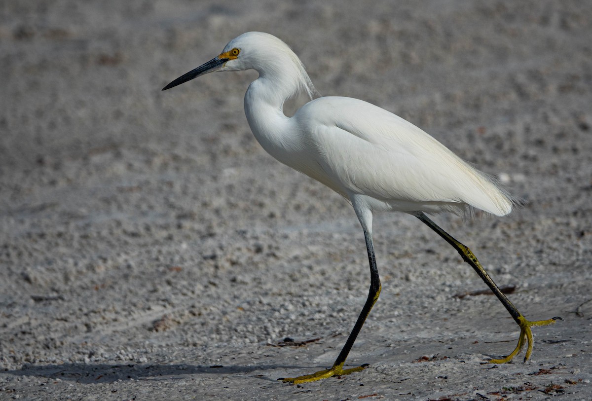 Snowy Egret - ML646714716