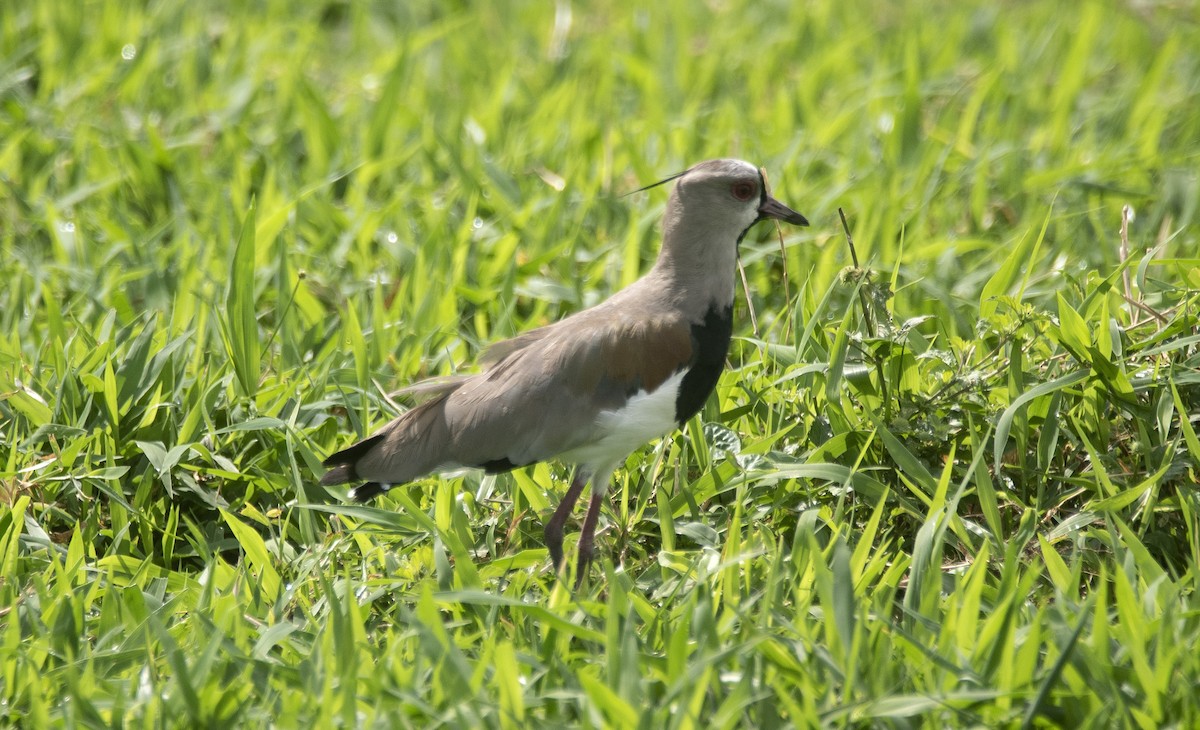 ナンベイタゲリ（lampronotus） - ML646714729
