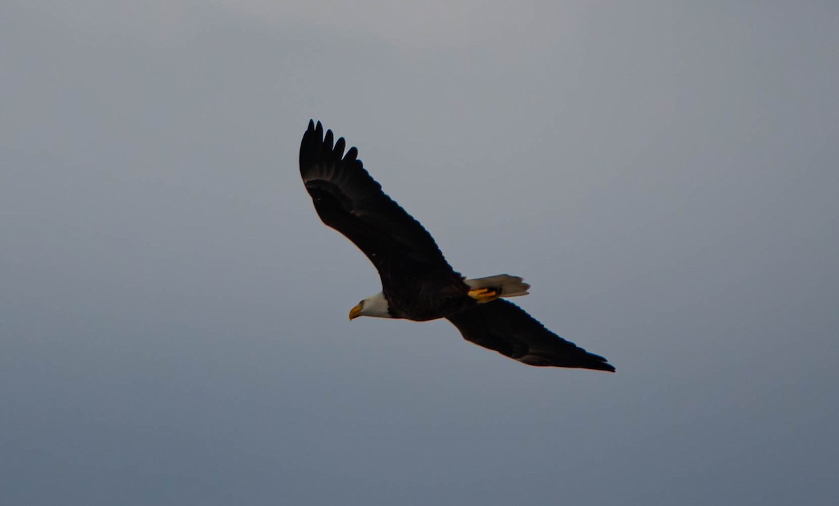 Bald Eagle - ML646714731