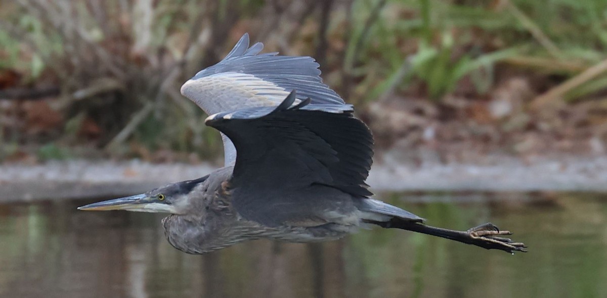 Great Blue Heron - ML646714732