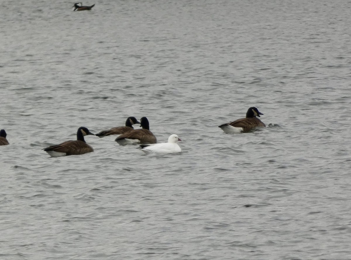 Ross's Goose - ML646714733