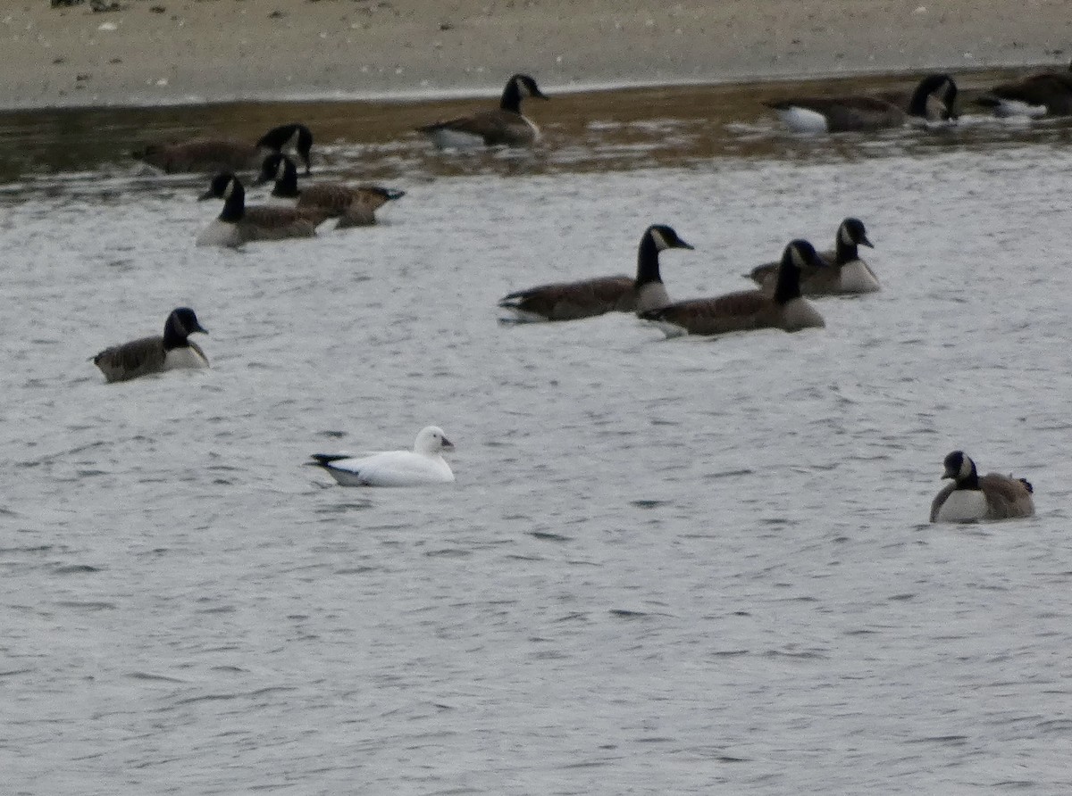 Ross's Goose - ML646714735