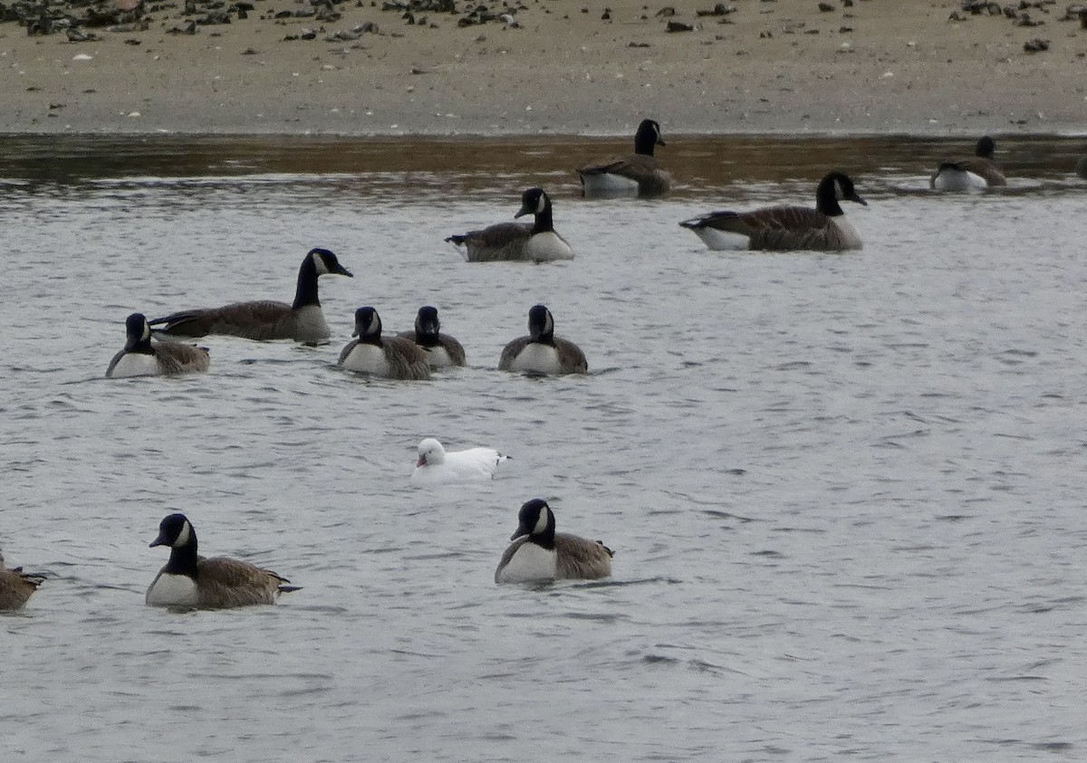 Ross's Goose - ML646714737