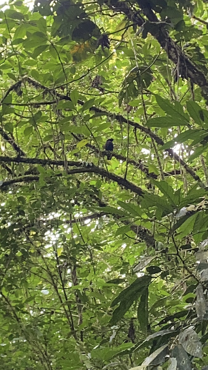 Bare-necked Umbrellabird - ML646714738