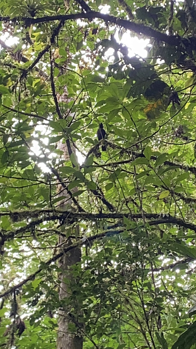 Bare-necked Umbrellabird - ML646714739