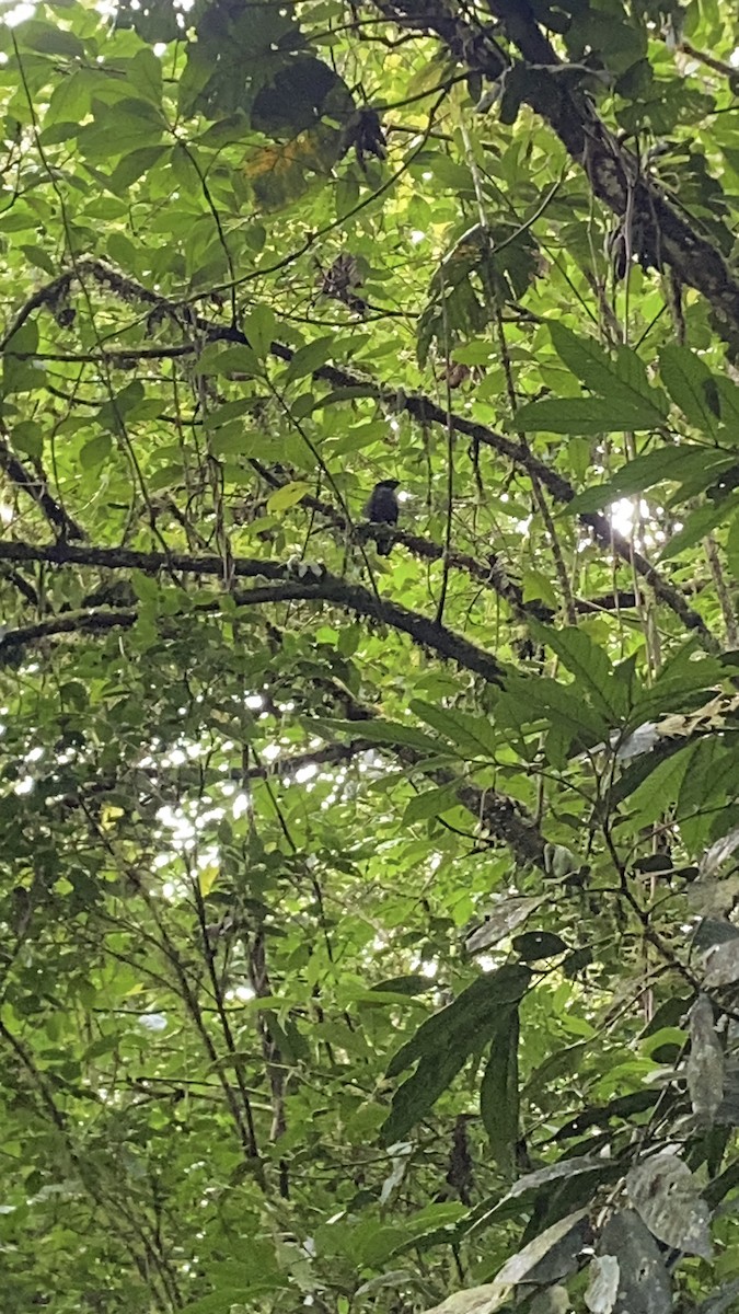 Bare-necked Umbrellabird - ML646714740