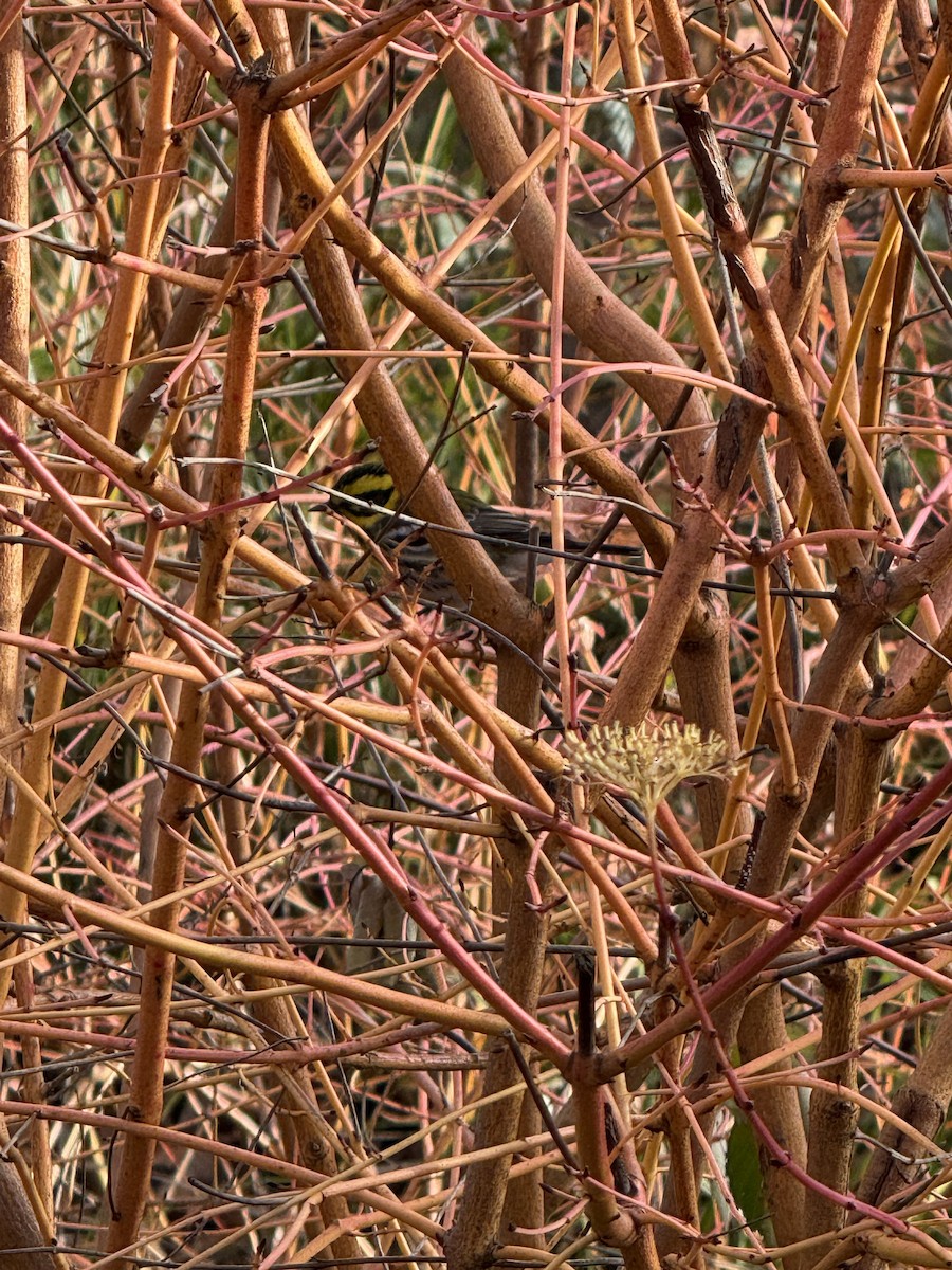 Townsend's Warbler - ML646714741