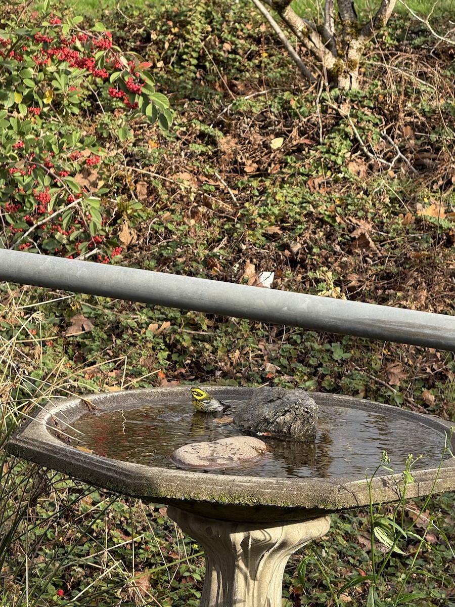 Townsend's Warbler - ML646714742