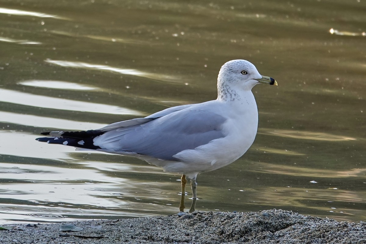 Ring-billed Gull - ML646714743