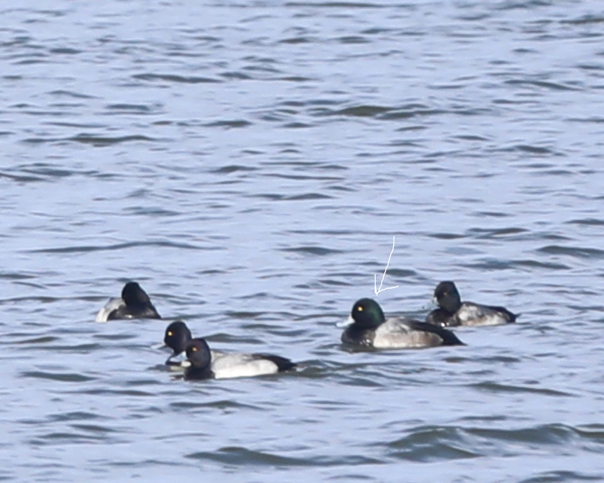 スズガモ - ML646714745