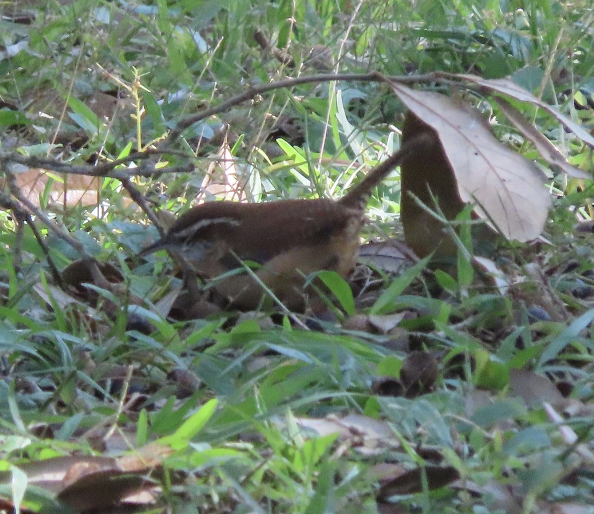 Carolina Wren - ML646714747