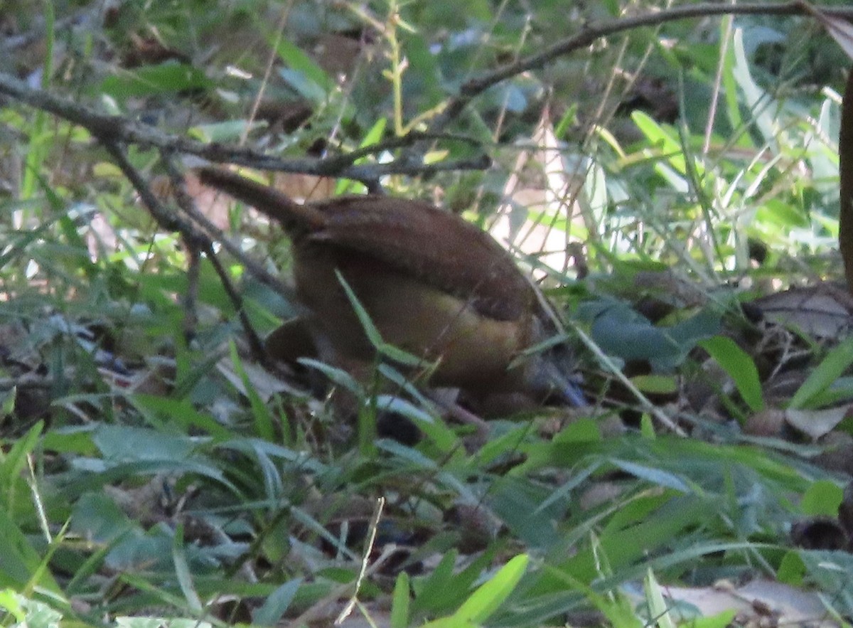 Carolina Wren - ML646714748