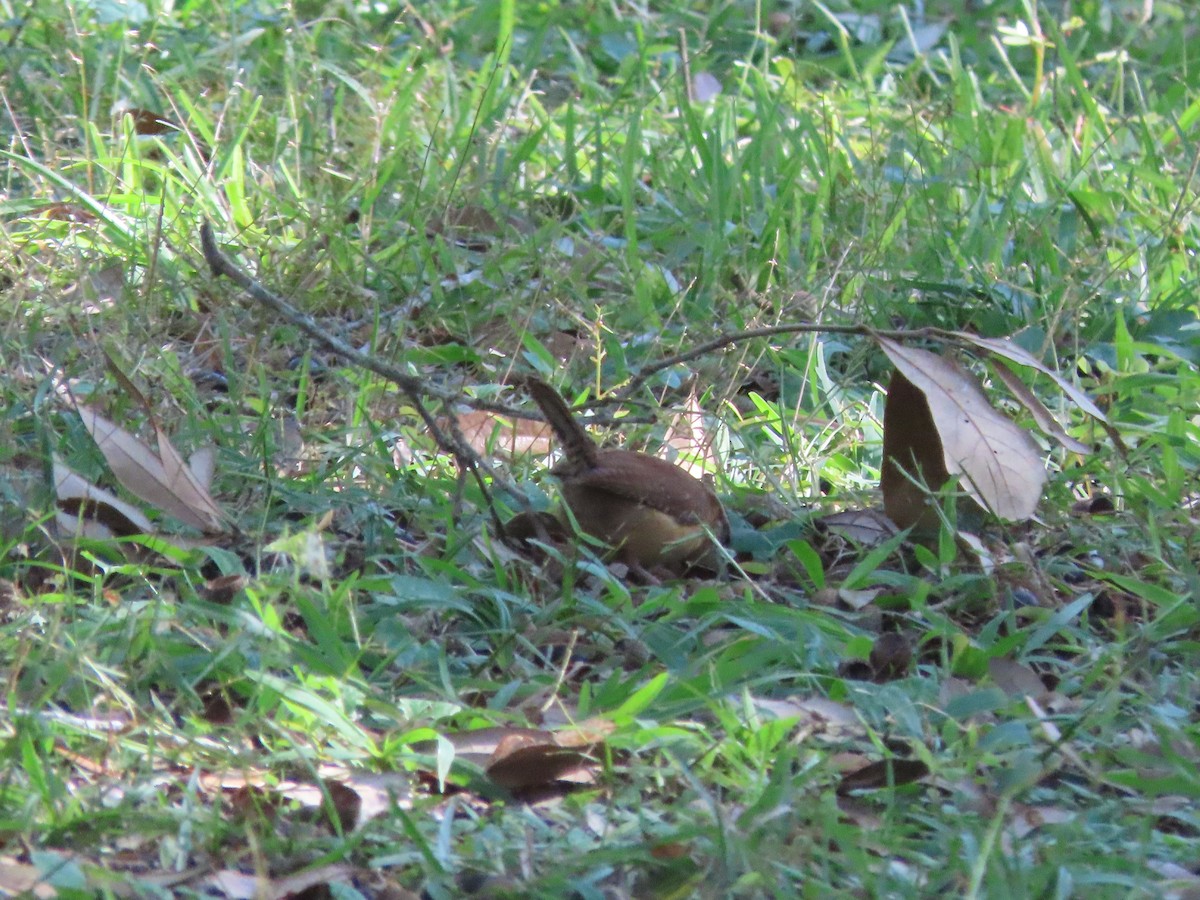 Carolina Wren - ML646714749