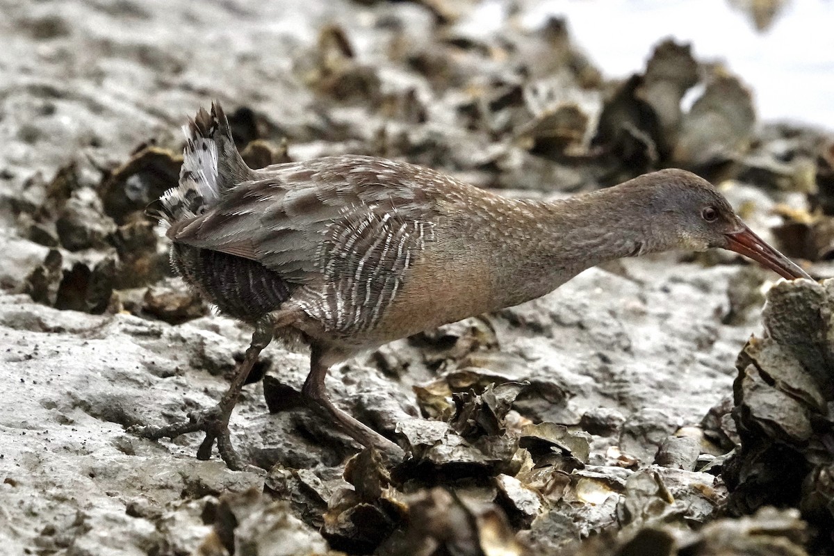 Clapper Rail - ML646714752