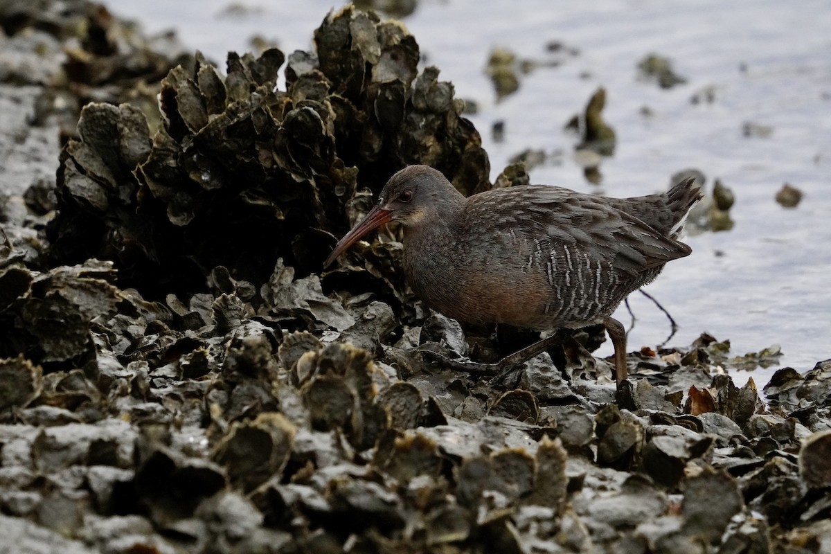 Clapper Rail - ML646714753