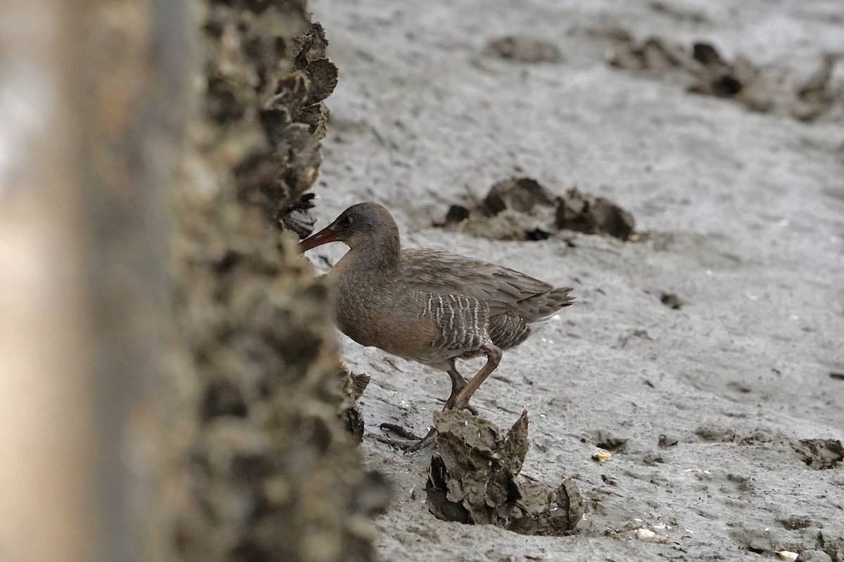 Clapper Rail - ML646714754
