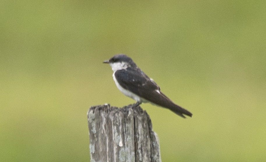 White-winged Swallow - ML646714756