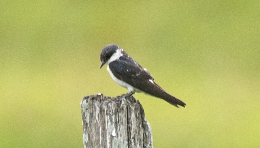 White-winged Swallow - ML646714757