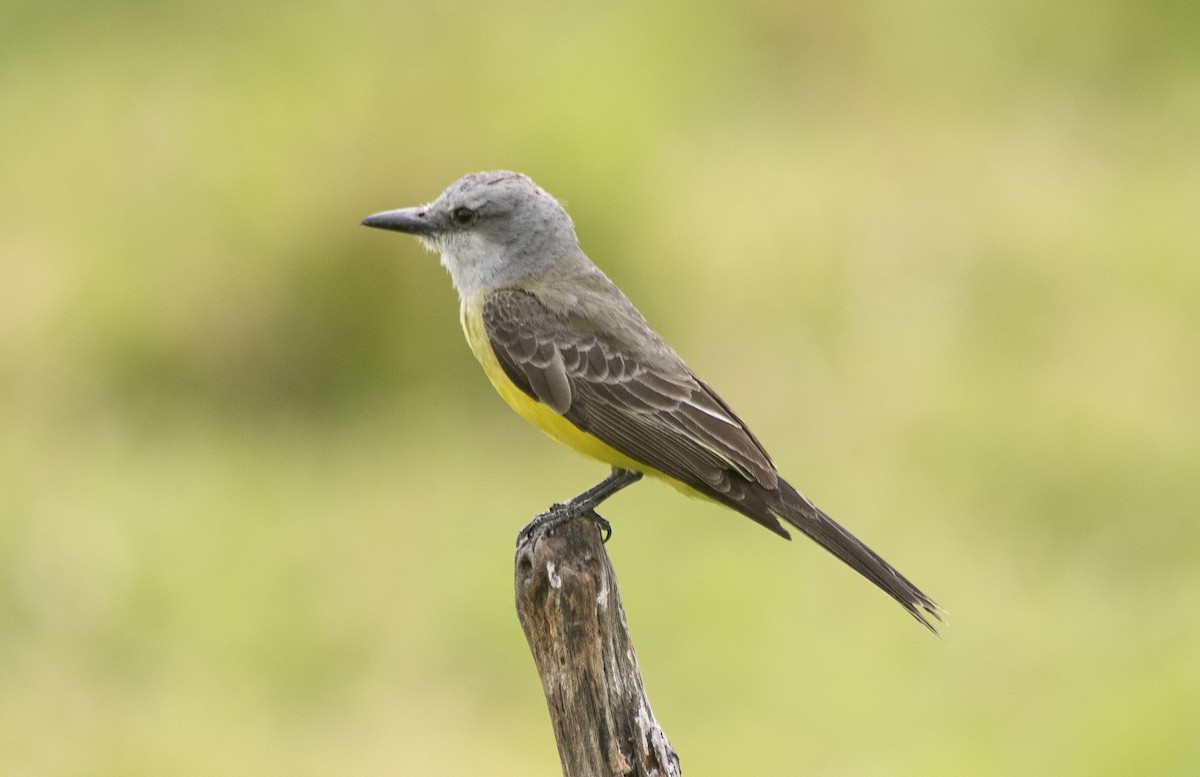 Tropical Kingbird (South American) - ML646714758
