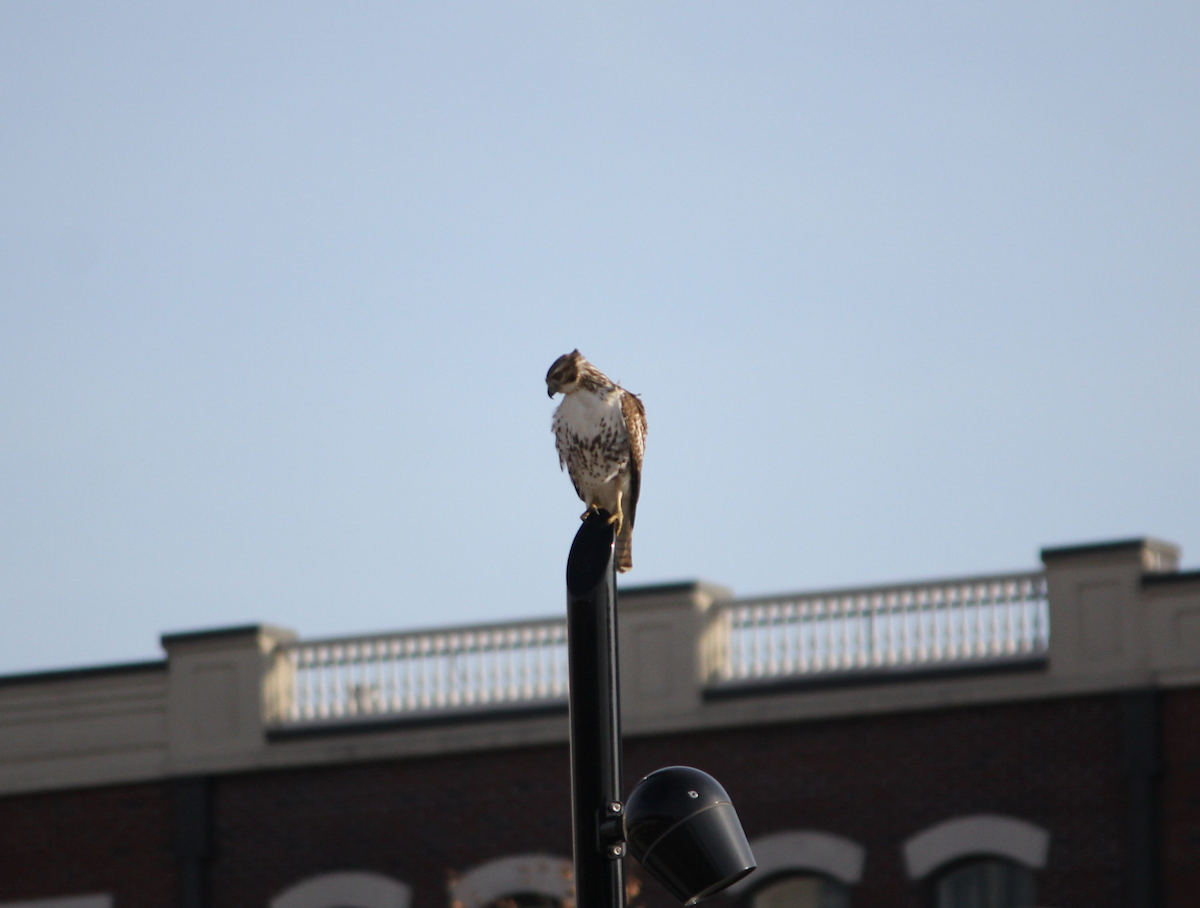 Red-tailed Hawk - ML646714760