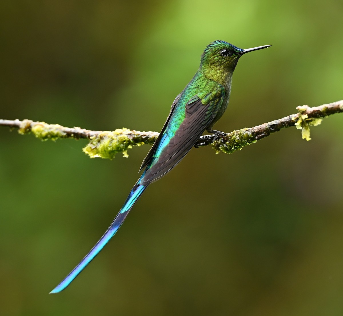 Long-tailed Sylph - ML646714762