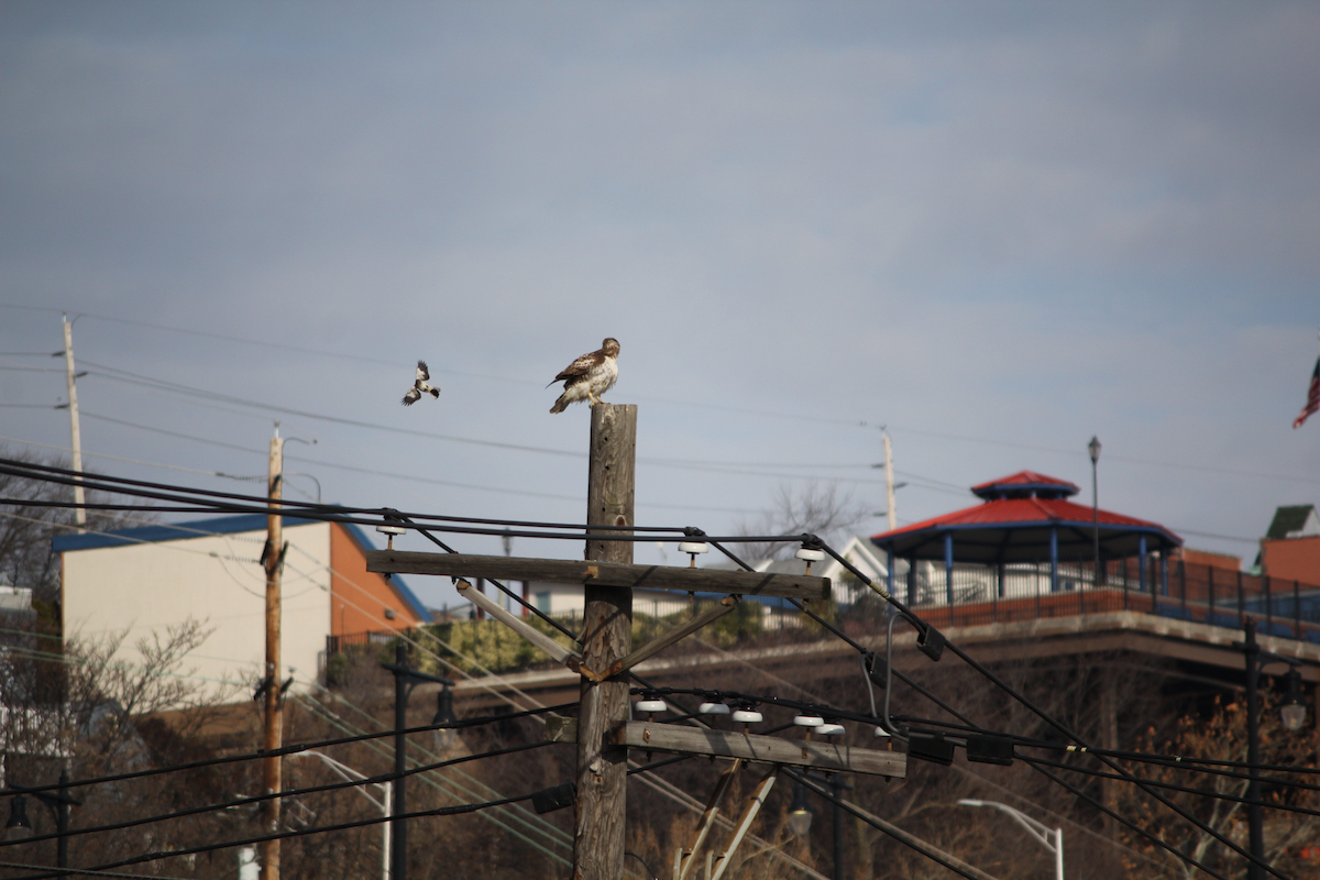 Red-tailed Hawk - ML646714763