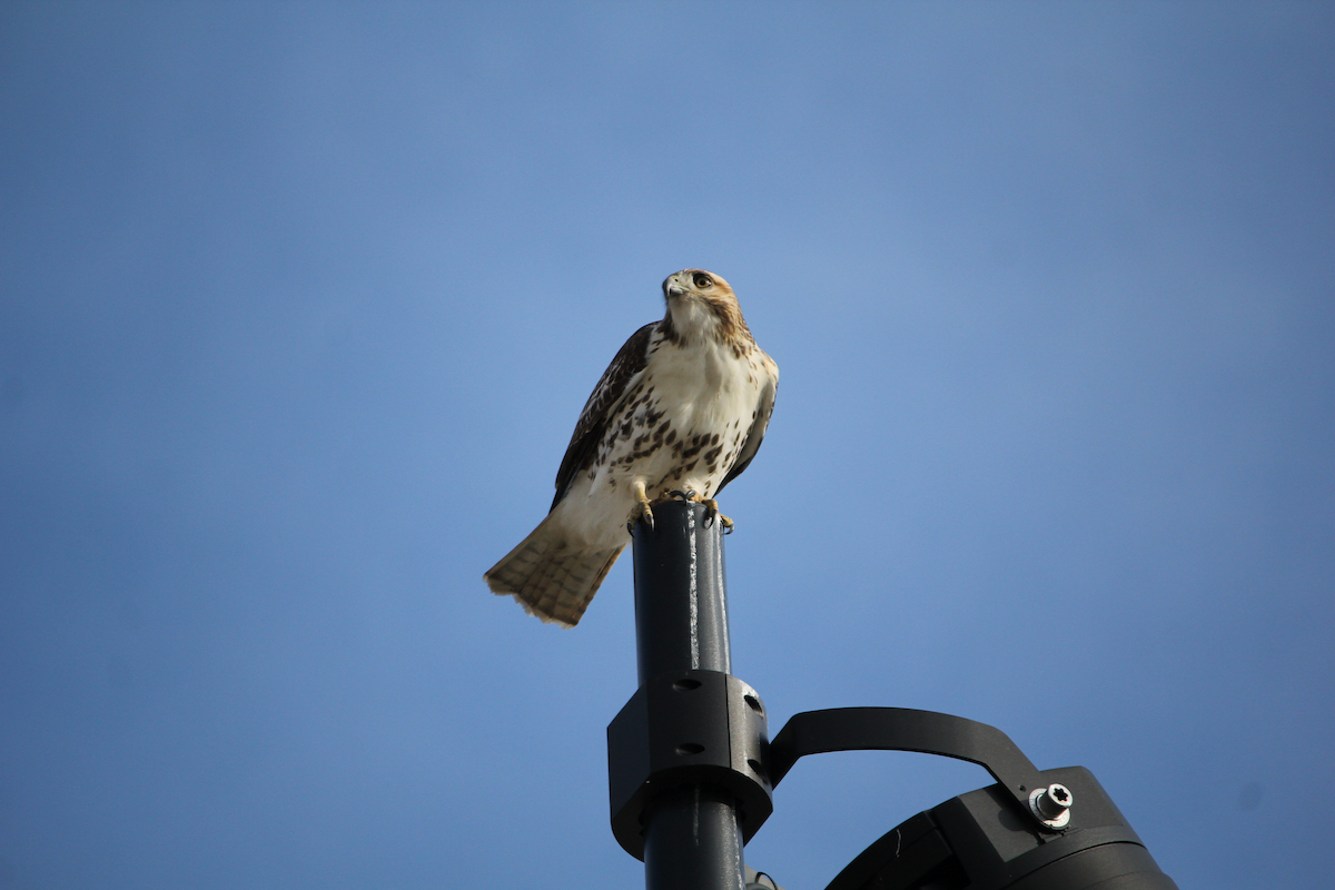 Red-tailed Hawk - ML646714764