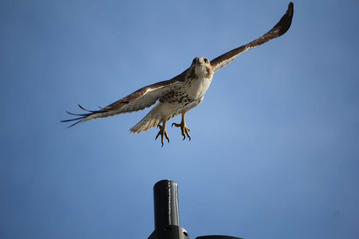 Red-tailed Hawk - ML646714765