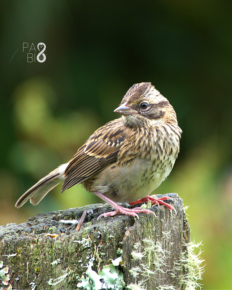 Rufous-collared Sparrow - ML646714767