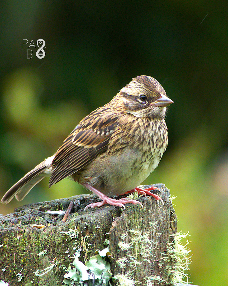 Rufous-collared Sparrow - ML646714768