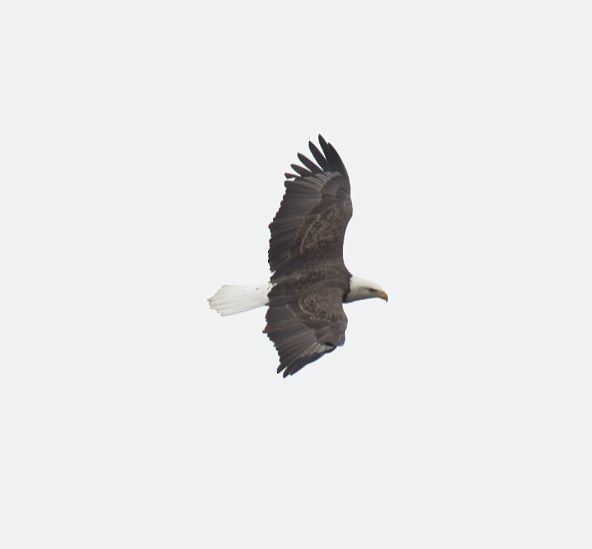 Bald Eagle - ML646714770