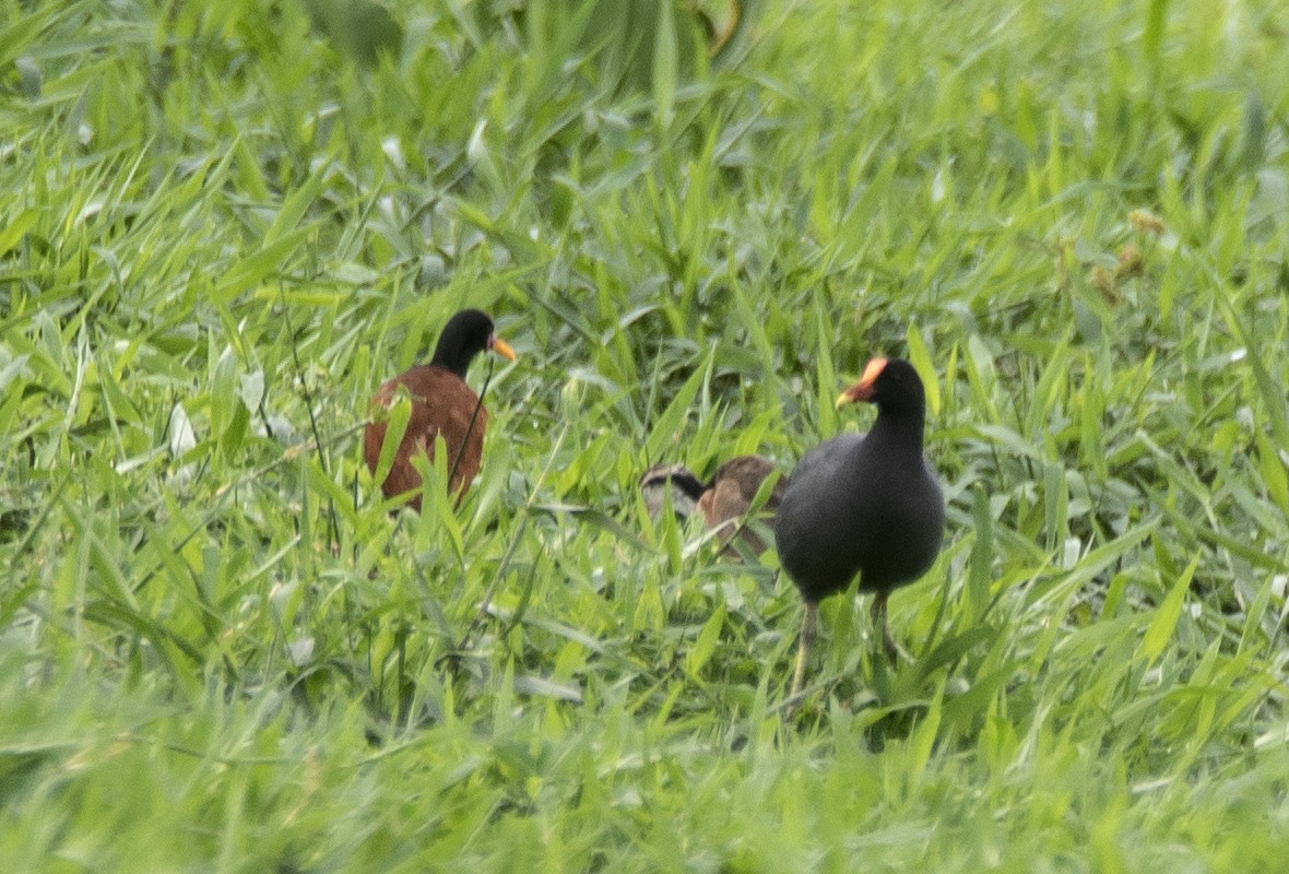 Курочка латиноамериканська [група galeata] - ML646714774