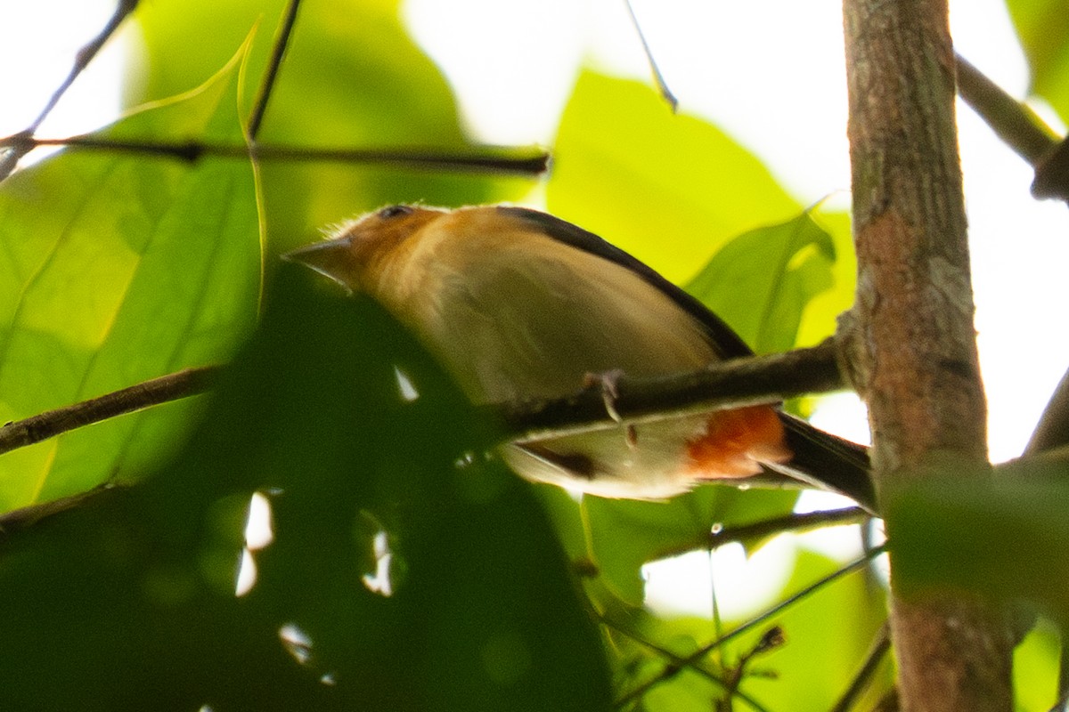 Rose-breasted Chat - ML646714775