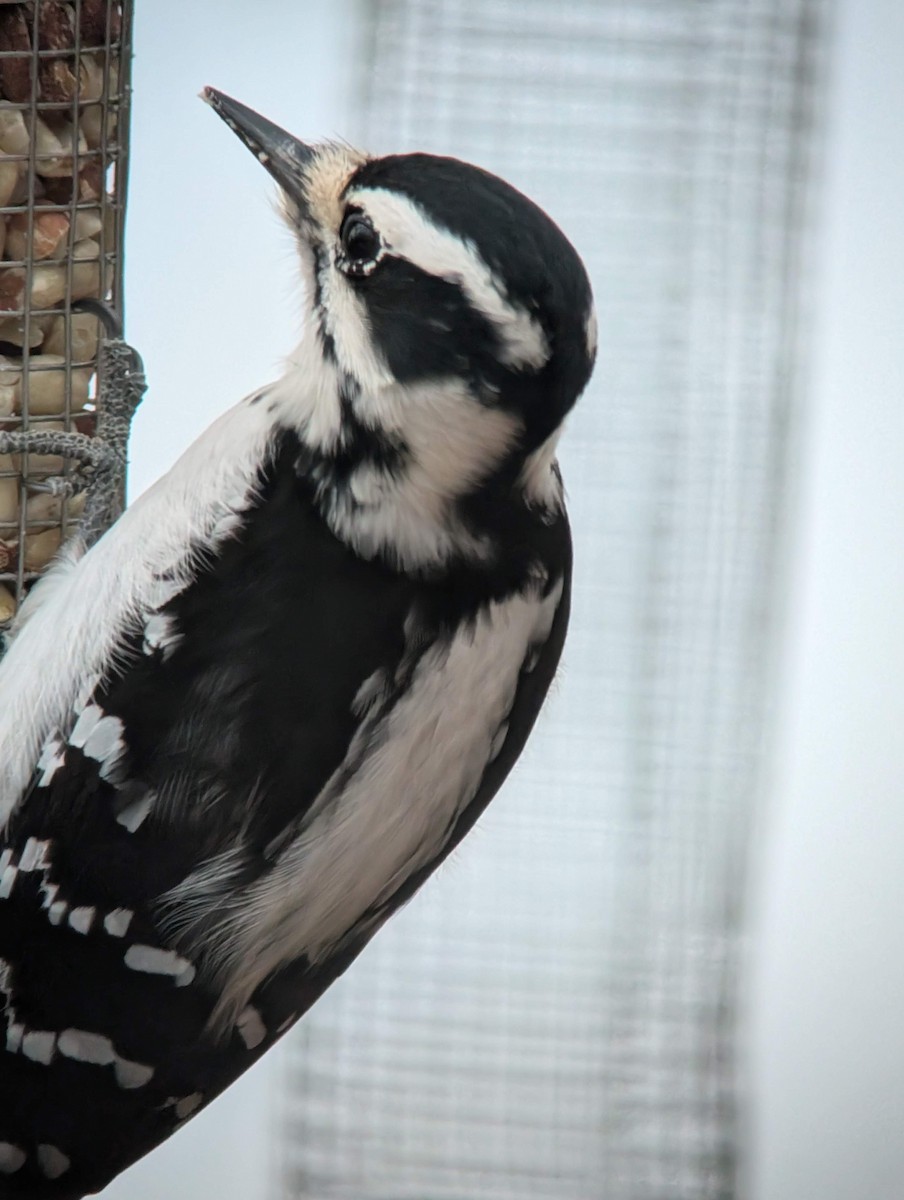 Hairy Woodpecker - ML646714776