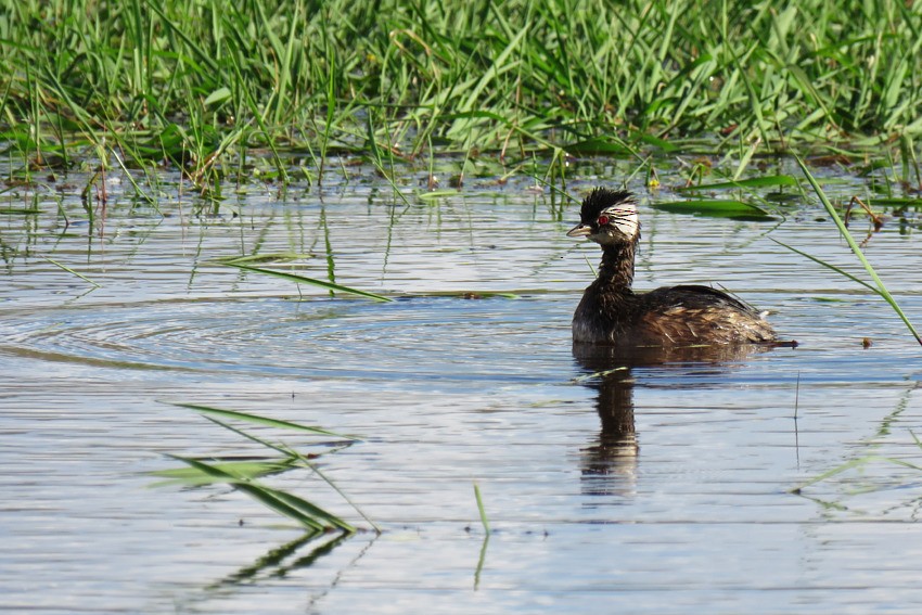 White-tufted Grebe - ML646714777