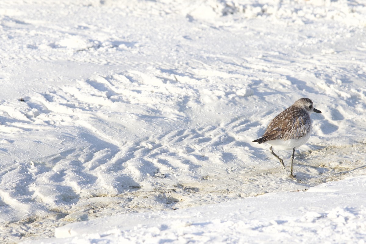 Буурал сүвээ цагаан - ML646714778